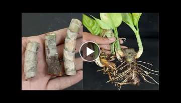 How to grow Chinese Evergreen plant, Aglaonema plant from Roots