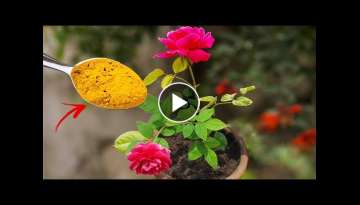 TOP 5 ROSE GARDENING SECRET TIPS | Best Fertilizer For Rose Plant & Care Tips TOP 5 ROSE GARDENING SECRET TIPS | Best Fertilizer For Rose Plant & Care Tips