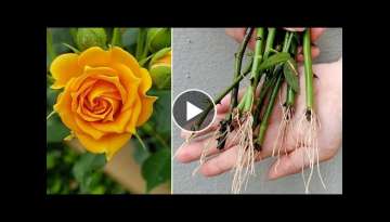 How to Propagating Roses by Sand, Grow Roses From Cuttings Fast and Easy