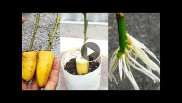 Reproduce Banana Rose Bushes Lots of Roots on Your Rose Cuttings