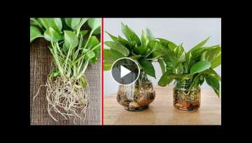Propagating plants with simple water, clean the office air