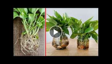 Propagating plants with simple water, clean the office air Propagating plants with simple water, clean the office air