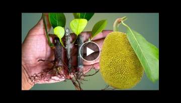 How To Grow Easily Jackfruit Tree Small Cutting (100%Success)