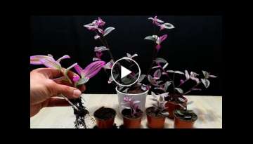 How to grow Tradescantia plant from cutting branch very easy