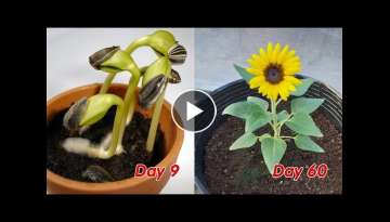 How to grow sunflower in pots at home, full update