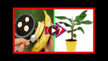 GERMINATE BANANA or banana from the fruit? Everything you need to know if you want to do it right