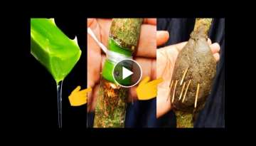 How to airlayering mango How to airlayering mango