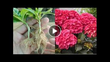 Hydrangeas Cuttings Propagation in sand for faster growth | How to grow Hydrangeas
