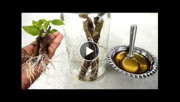 Grow cutting plants faster in water using natural rooting hormone honey | Hibiscus growing