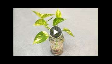 Best way to grow money plant indoors | Grow cuttings from plants | Grow in water