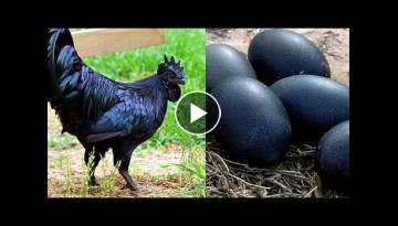 15 Most Unique Bird Eggs In The World!