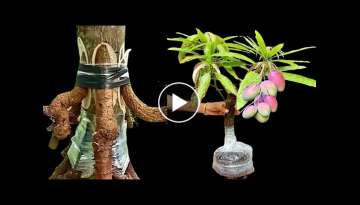 How to make seven multiple root on mango tree (for bonsai)