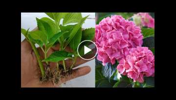 How to grow Hydrangeas | Hydrangea plant cuttings | easy and simple with 100% success result