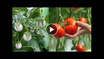 How to successfully graft Tomato plant onto a Garden Egg plant