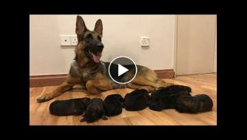 German shepherd Giving birth to 9 puppies - (First Litter)