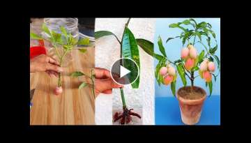Mango Propagation in container with water l best rooting technique