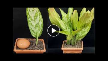 How to propagation fast aglaonema plant from leaf using egg shells