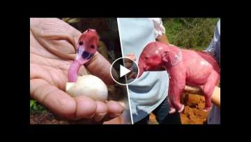 This Is What Newborn Animals Look Like