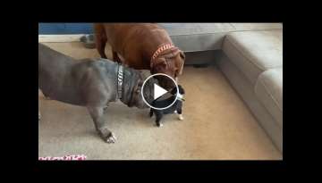 HULK & KOBE meet tiny lil baby Isabella HULK & KOBE meet tiny lil baby Isabella