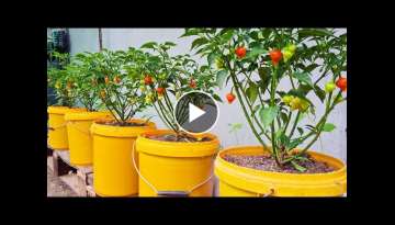 How to grow Biquinho Red Chillies in plastic containers | Grow chillies from seeds