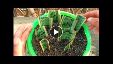 How to grow snake plant from cuttings