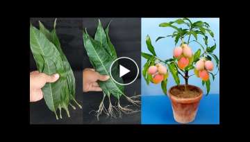 How to grow mango trees from mango leaves with 100% success