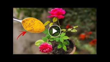 TOP 5 ROSE GARDENING SECRET TIPS | Best Fertilizer For Rose Plant & Care Tips