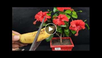 Easy and free Banana peel fertilizer for any plant