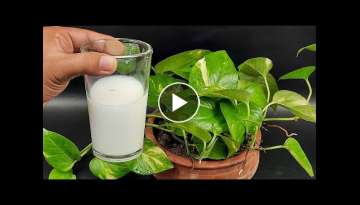 Best natural liquid fertilizer for any plants | specially money plants