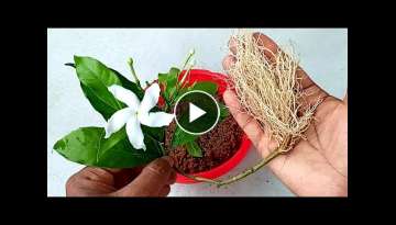 Grow any cutting plants faster | Grow without soil