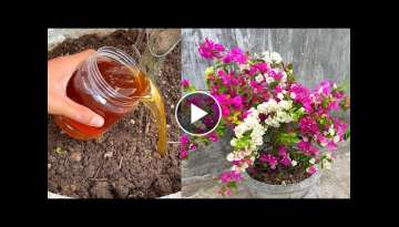 Pruning branches to make bougainvillea bloom a lot | Planting bougainvillea plants