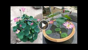 Top 5 types of beautiful lotus flowers for beginners | how to grow lotus at home