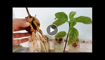 How to Grow Avocado from Seed for Beginners, Grow Avocado in Water