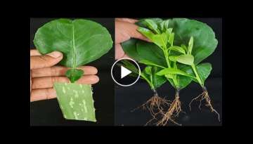 Propagate Jambura Plant/Thai Pomelo Plant/Thai Batabi lemon plant from leaves
