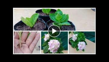 How To Grow Hydrangea Plant from cuttings, hydrangea plant propagation in easy and simple way