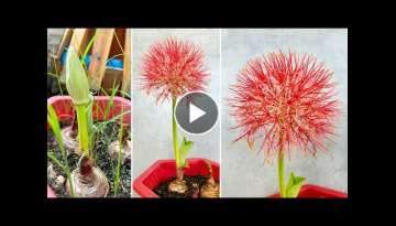 How to grow Scadoxus multiflorus simple Bring fireworks into your garden