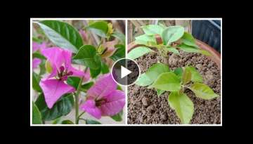 Bougainvillea flower, How To Grow Bougainvillea from Cuttings
