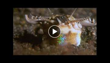 This Terrifying Worm Snatches Fish from the Ocean Floor