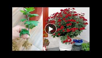 Giant flower tree, bloom all year round and how to propagate for many roots