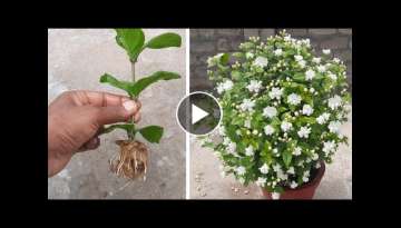 How To Grow Mogra Jasmine Plant From Cuttings How To Grow Mogra Jasmine Plant From Cuttings