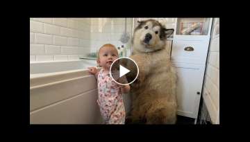 Giant Sulking Dog Hates Bath Time Throws Tantrum And Does Everything To Avoid It!! (CUTEST DOG EV...