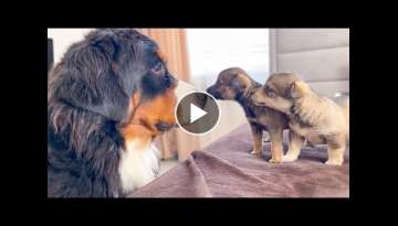 Bernese Mountain Dog Meets Puppies for the First Time