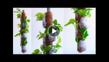 Money plants Without Pots! Money plants Growing on Hanging Stick or Coir Stick//GREEN PLANTS