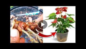 Anthurium Propagation / Anthurium Plant Care