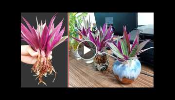 Planting Blood cockle plants on desk can cure many respiratory diseases, 5T1 Ideas