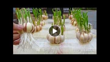 Tips to grow garlic in water bottles, get lots of roots and quickly harvest Tips to grow garlic in water bottles, get lots of roots and quickly harvest