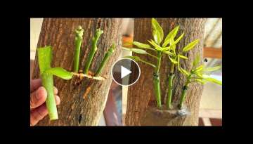 Three Multi grafting On One Mango Tree | How To Graft A Mango Tree