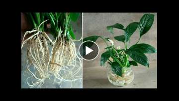 How to grow peace lily in water for beginners | jonh ideas