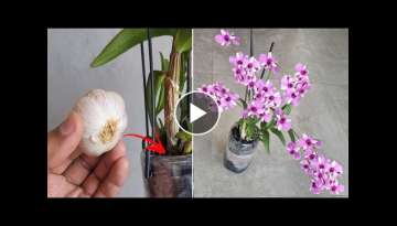Only 1 GARLIC CLOTH in the ORCHID (see what an incredible result)