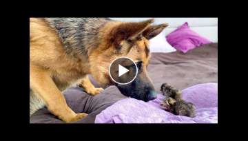 German Shepherd Meets Newborn Kittens for the First Time!